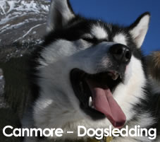 Canmore Dogsledding