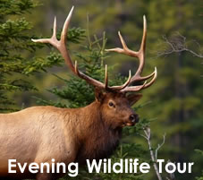 Evening Wildlife Tour