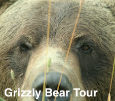Grizzly Bear Tour